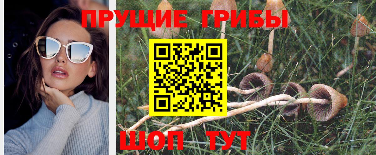 Псилоцибиновые грибы Psilocybe Верхняя Салда